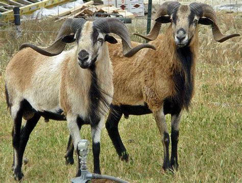 American Blackbelly Sheep Breed Information, History & Facts