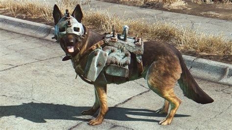 Fallout 4: Dogmeat Companion and Finding Dog Armor