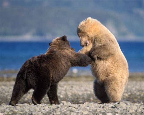 Polar bear vs Grizzly bear fight comparison- who will win?