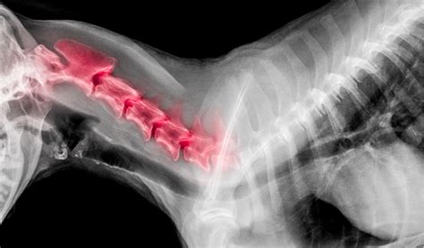 Wobbler Syndrome in Dogs | PetCoach