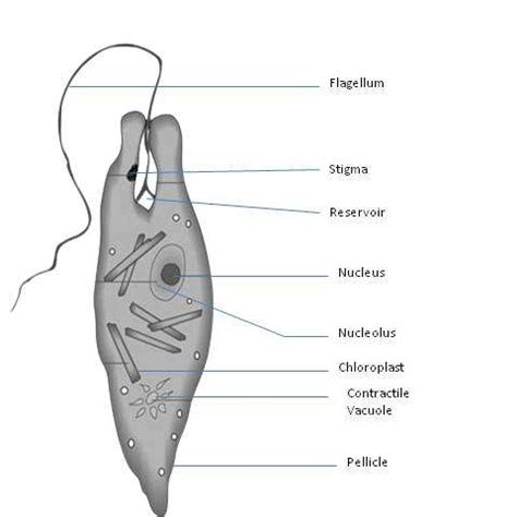 Euglena Labeled