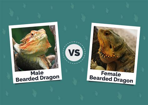 Male vs. Female Bearded Dragon: Differences, Similarities & FAQ | Hepper