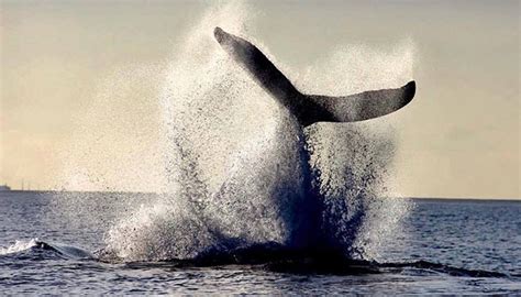 Alii Nui Luxury Maui Whale Watching Tour Tickets! - Auntie Snorkel