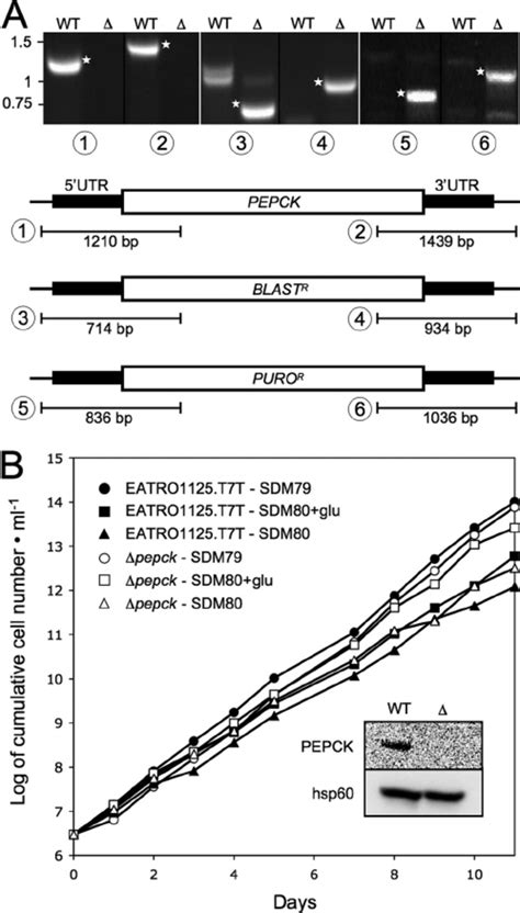 Analysis of the ⌬ pepck mutant cell line. A shows a PCR analysis of... | Download Scientific Diagram