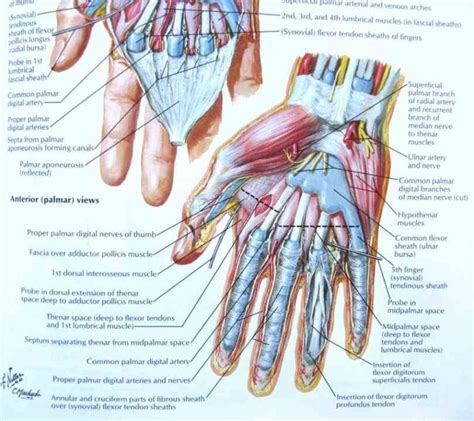 a dorsum b palm number the human Human Hand Muscles Image hand muscle ...