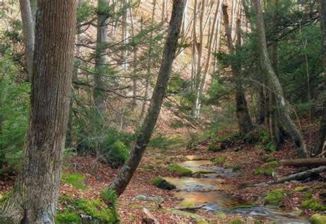 Free picture: wood, nature, tree, stream, landscape, environment, leaf, forest