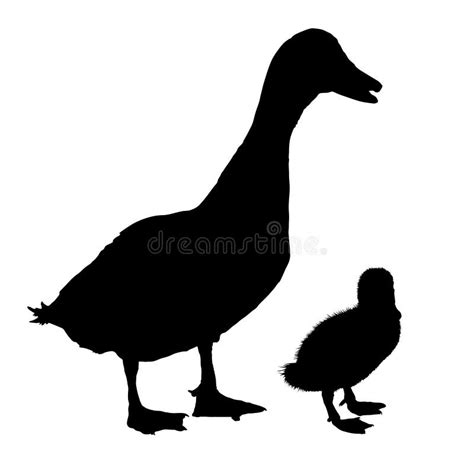 Duck and baby silhouette stock vector. Illustration of birds - 177114241