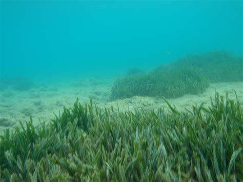 NASA Discovers Unprecedented Blooms of Ocean Plant | NASA