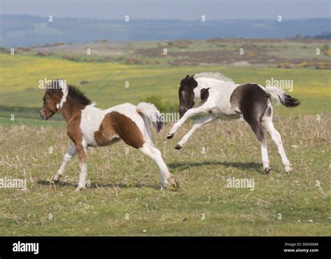 Horse, Dartmoor Pony, two foals, galloping on moorland, Dartmoor, Devon, England, June Stock ...