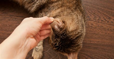 Ringworm in Cats: How to Recognize This and Some Treatment Options