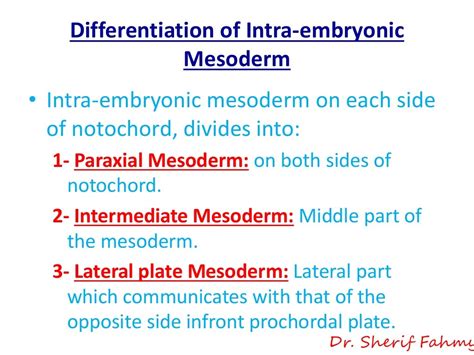 Intra-Embryonic Mesoderm (General Embryology)