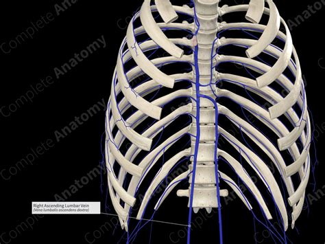 Right Ascending Lumbar Vein | Complete Anatomy