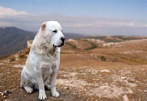 Alabay Köpeği | Köpek, Çoban köpekleri, Akbaş