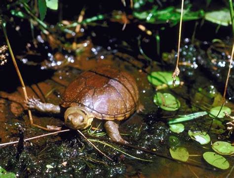 Mud Turtle Habitat: How to Setup an Indoor Enclosure?