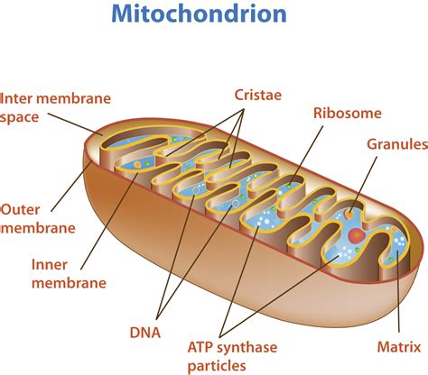 Respiration Diagram Labeled