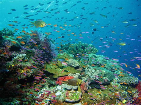 Biodiversity—what is it? - Coral Reef Alliance