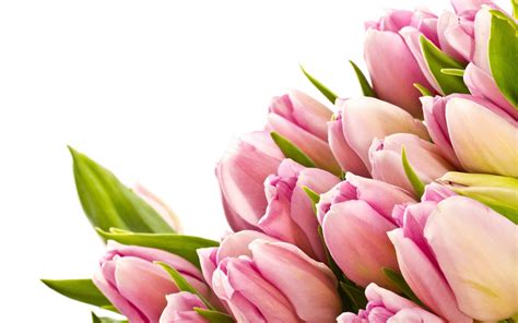 Pink Tulips Wallpapers - Wallpaper Cave