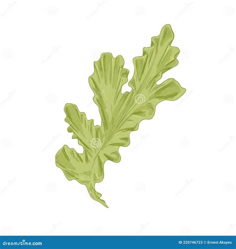 Leaf of Sea Lettuce or Ulva Lactuca Algae. Green Edible Seaweed ...