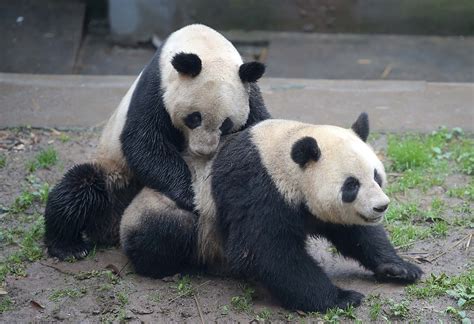 From 8 to 600: A long journey of breeding giant pandas - CGTN