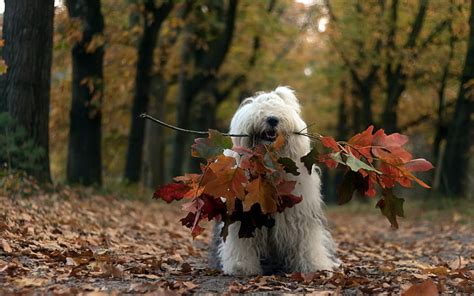 HD wallpaper: dog, leaves, fall, animals, autumn, pets, domestic, one animal | Wallpaper Flare