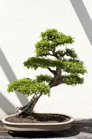 mr. miyagi bonsai - Sök på Google | Bonsai tree, Chinese elm bonsai, Bonsai