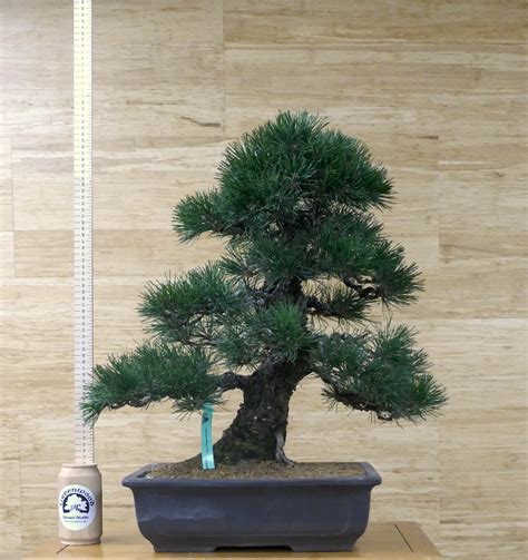 Japanese Black Pine (Pinus thunbergii) Trees | Buy Online - Greenwood Bonsai Studio