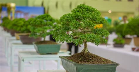 Bonsai Gift Guide | BonsaiStore.co