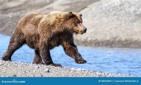 Alaska Brown Grizzly Bear Fishing For Salmon Royalty-Free Stock Image ...