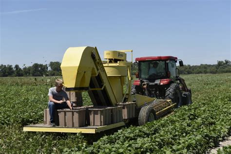 Growing and harvesting green beans | Kansas Living Magazine