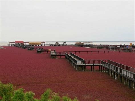 Amazing World: The Amazing Red Beach in China