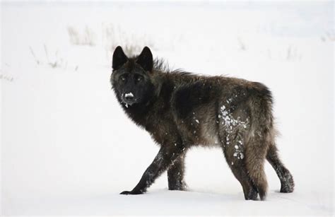 10+ Alexander Archipelago Wolf Facts | Environment Buddy