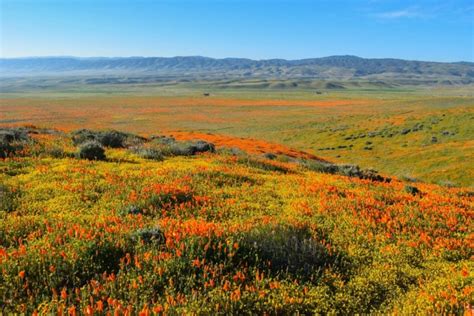 15 Magical California Poppy Fields + Best Month To View Them