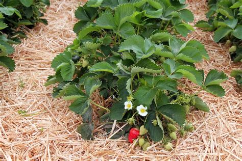 Strawberry Plant Care » Top Tips