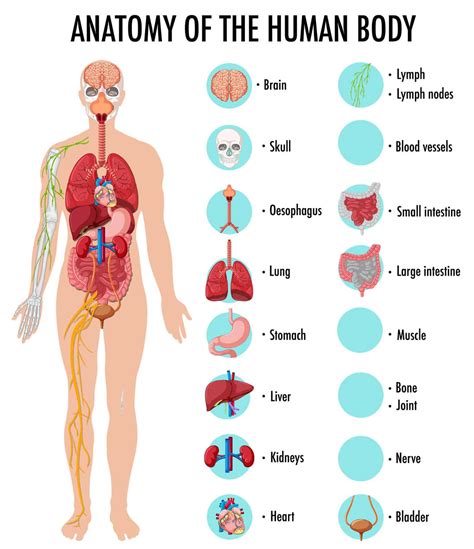 Inside the Human Body: Biology Made Easy - LearningMole