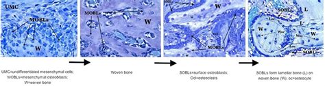 eCM Journal - Manuscript - Woven bone overview: structural classification based on its integral ...