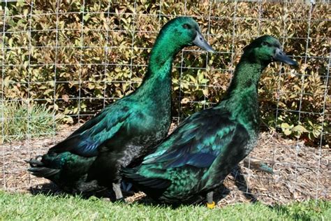 Cayuga Ducks | Duck breeds, Cayuga, Backyard flocks