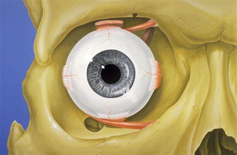 File:Eye orbit anatomy anterior2.jpg - Wikimedia Commons