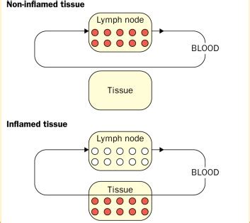 β-endorphin in the immune system—mediator of pain and stress? - The Lancet