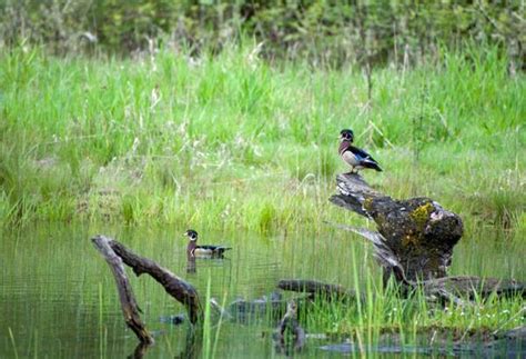 Wood Duck | NC State Extension Publications