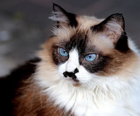 Himalayan Cat - Full Profile, History, and Care