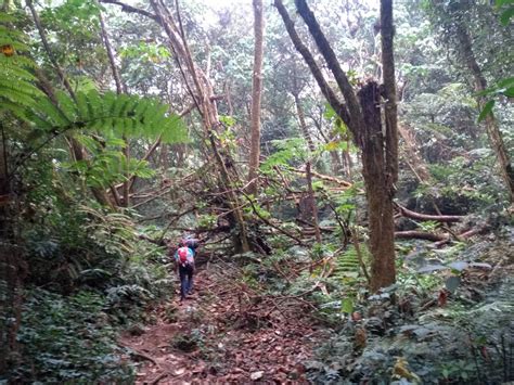 Hike Cameroon Mountains – Eco Tour Guides Cameroon