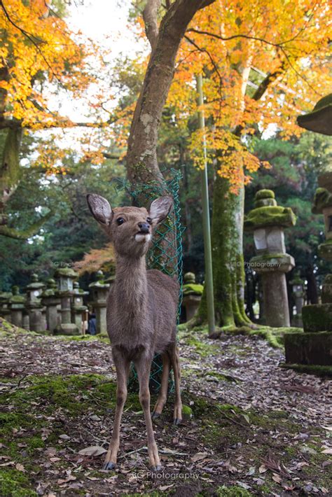 Sika Deer :: Nara Park (奈良公園), Japan | #Japan #Nara #Autumn … | Flickr