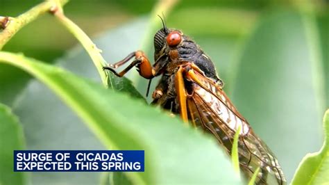 2024 cicadas Chicago: Some trillion cicadas will appear in late April ...