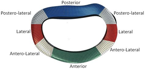 Sections of the annulus fibrosus used to defined their different... | Download Scientific Diagram