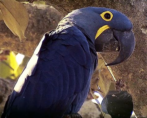 Biomorphosis, The Endangered Lear’s Macaw found only in northern...