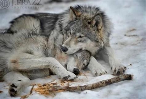 Pin by Amanda McKeegan on Animals - Wiley Wolves | Wolf dog, Wolf mates ...