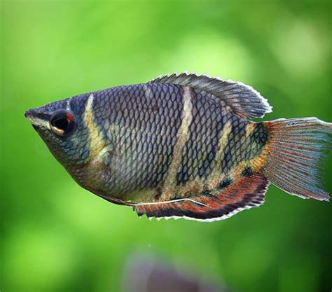 chocolate gourami | Tropical fish aquarium, Aquarium fish, Fish tank accessories