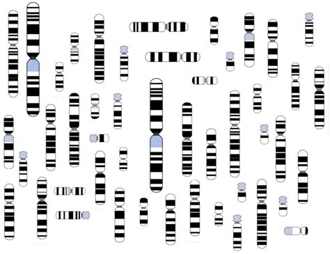 Exercise 2 Genetic Screening: Phenotype/Genotype In | Chegg.com