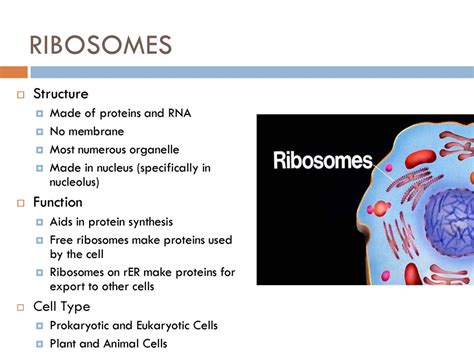 Animal Cell Ribosomes Function