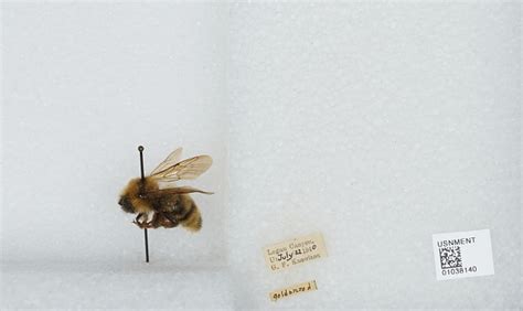 Suckley’s Cuckoo Bumble Bee | Species Conservation